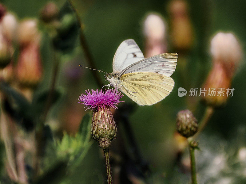 粉蝶(Pieris napi butterfly)——粉蝶科的一种蝴蝶，特写摄影